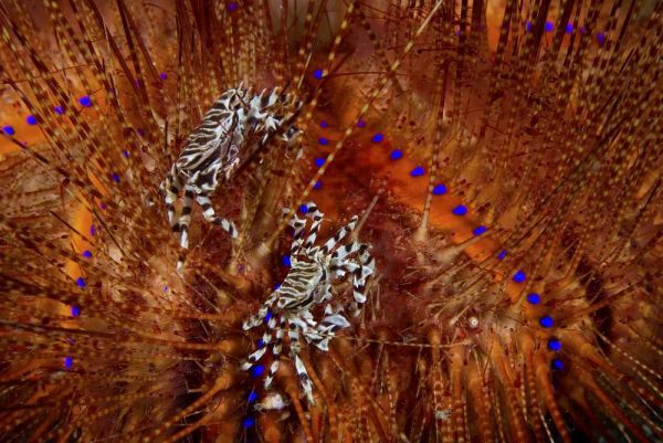 Indonesia Zebra crabs on sea urchins